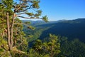 Picturesque pine tree on the Eagle Rocks in Mezmay Royalty Free Stock Photo